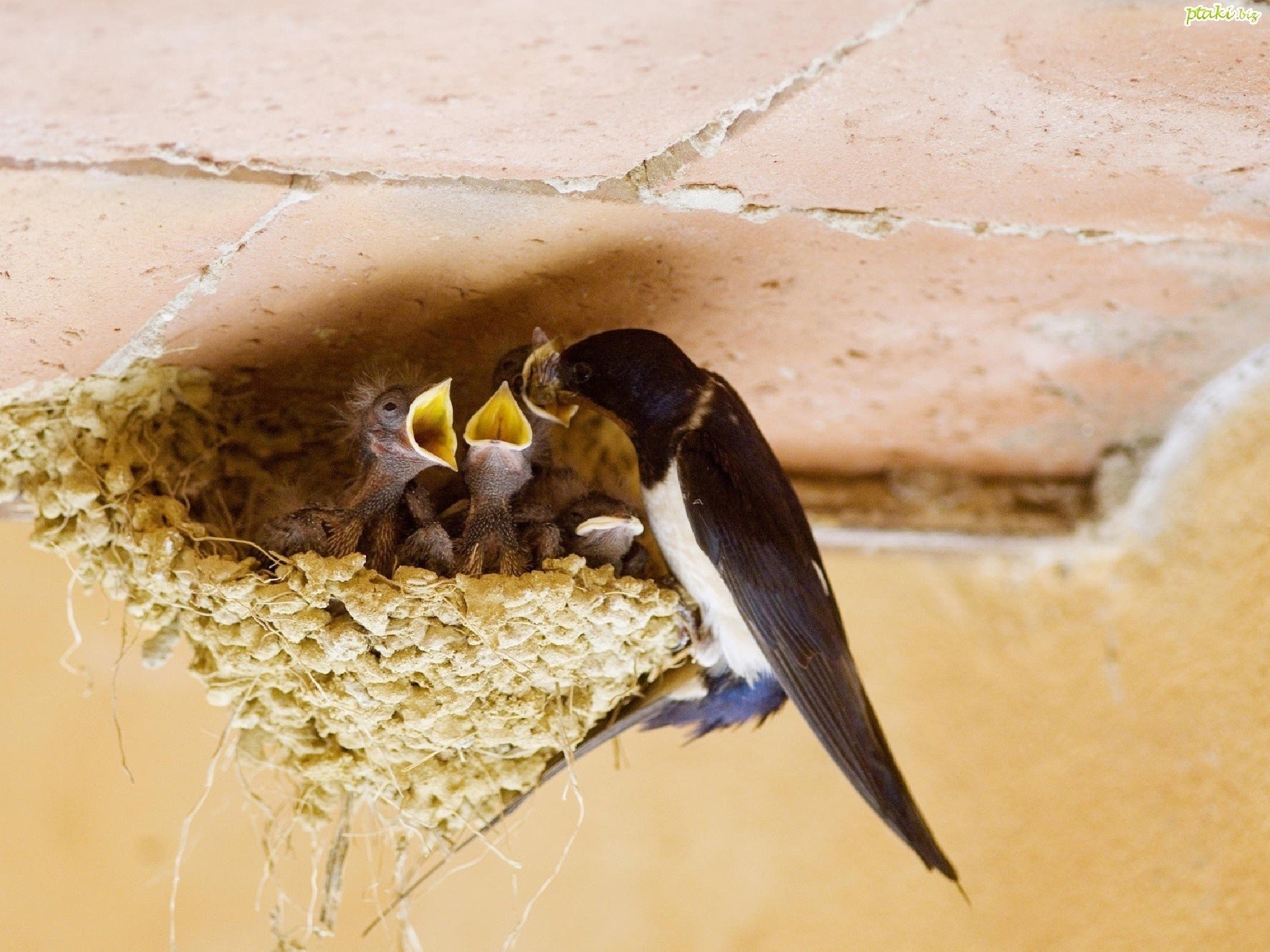 Nature Birds Nest Baby Birds - Swallow Bird Nest - HD Wallpaper 