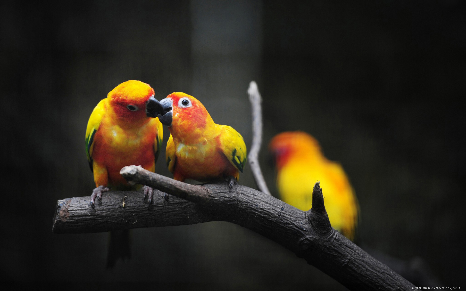 Full Hd Love Birds - HD Wallpaper 