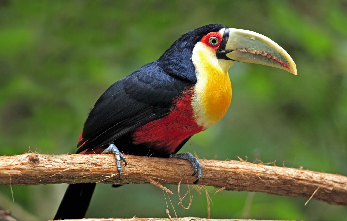 Photo Wallpaper Nature, Toucan, Exotic Birds - Beautiful Birds And Animals - HD Wallpaper 