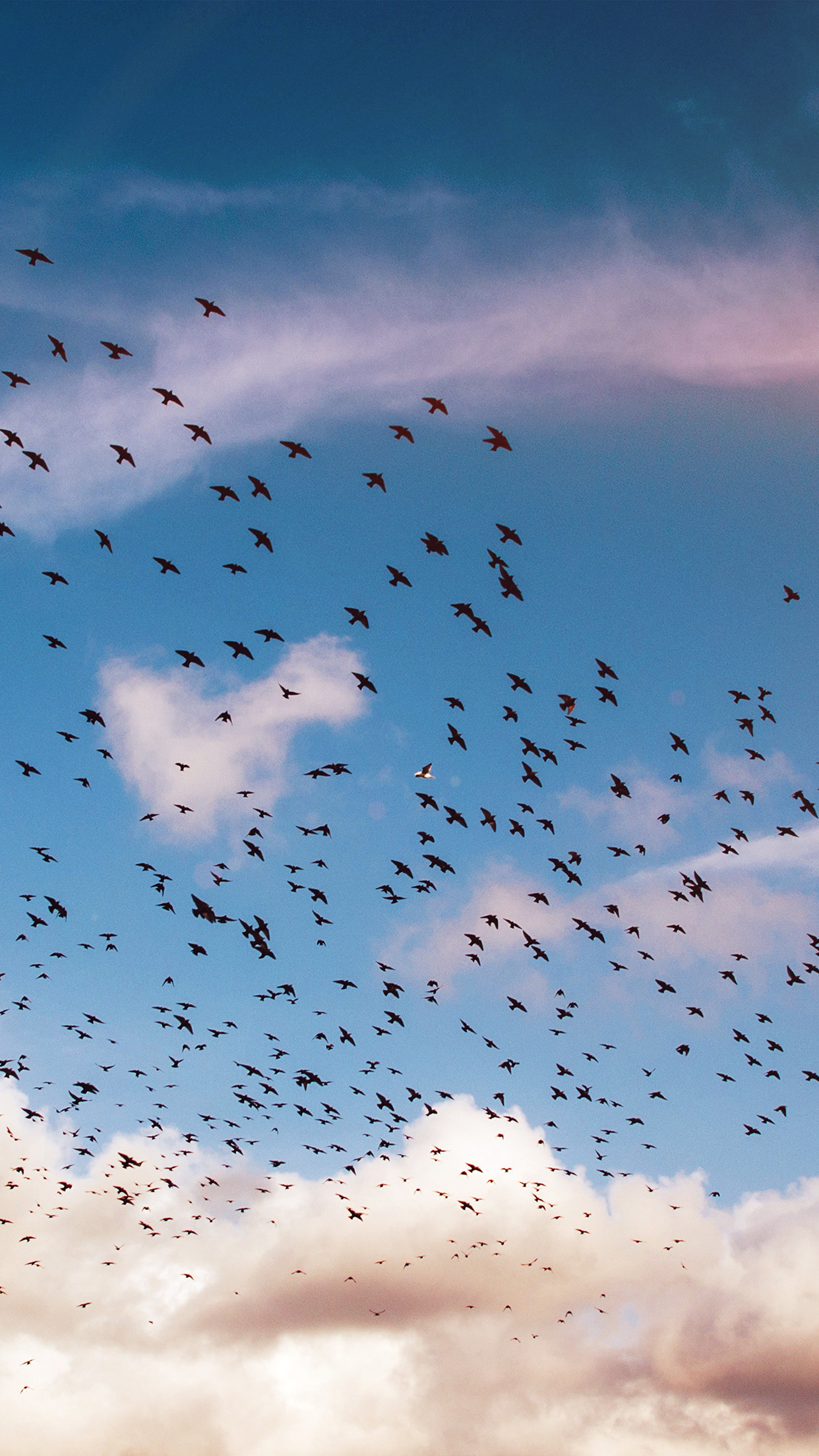 Sky And Birds Iphone - HD Wallpaper 