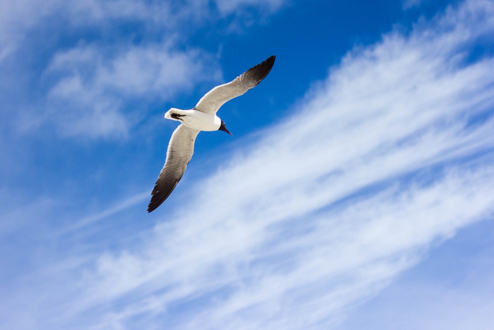 Flying Birds Pictures Wallpapers - HD Wallpaper 