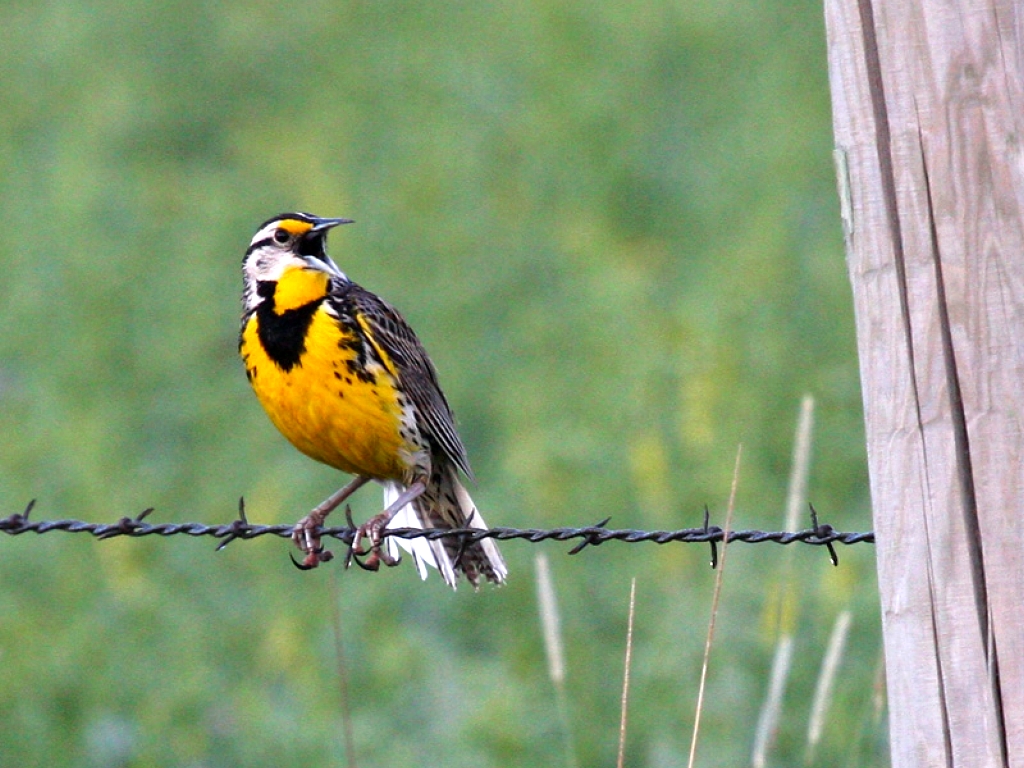 Beautiful Birds Wallpapers - HD Wallpaper 