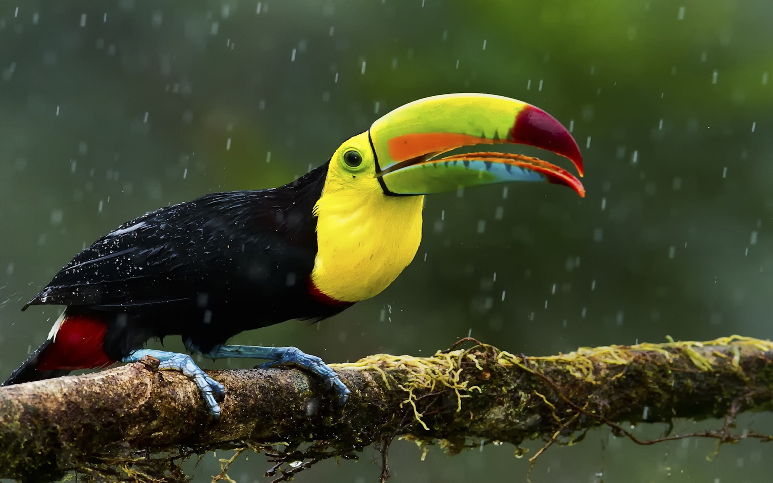 Exotic Bird Wallpaper - HD Wallpaper 