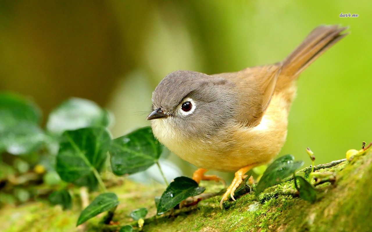 Wallpaper - HD Wallpaper 