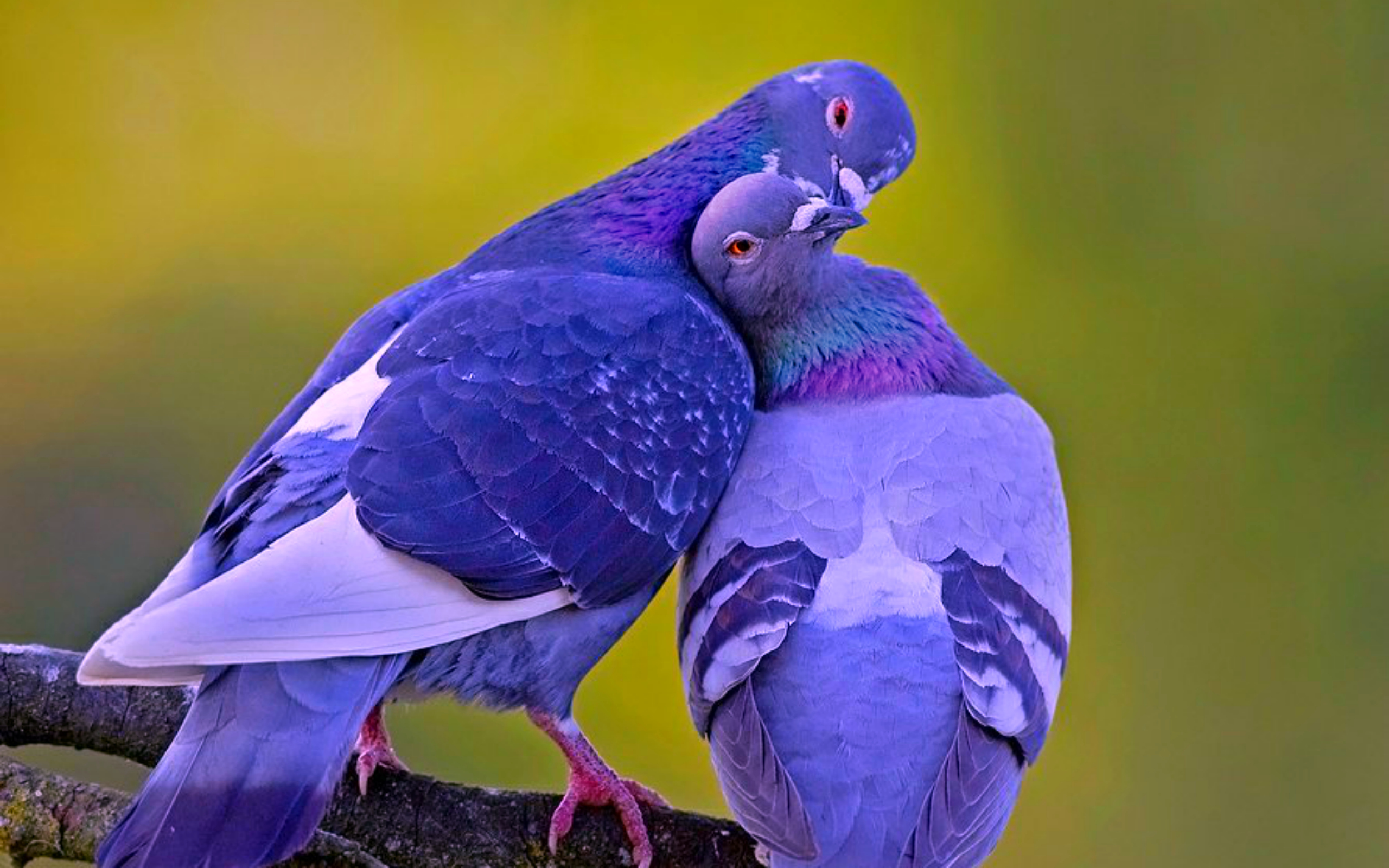 Love Birds Images Download - 2560x1600 Wallpaper 