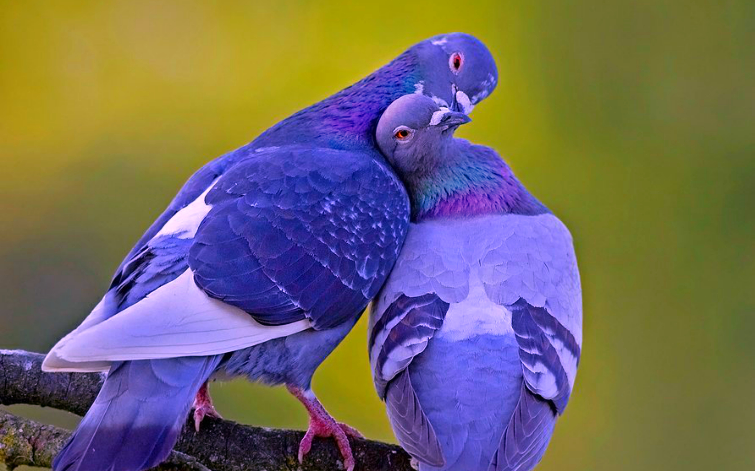 Love Birds Images Download - HD Wallpaper 