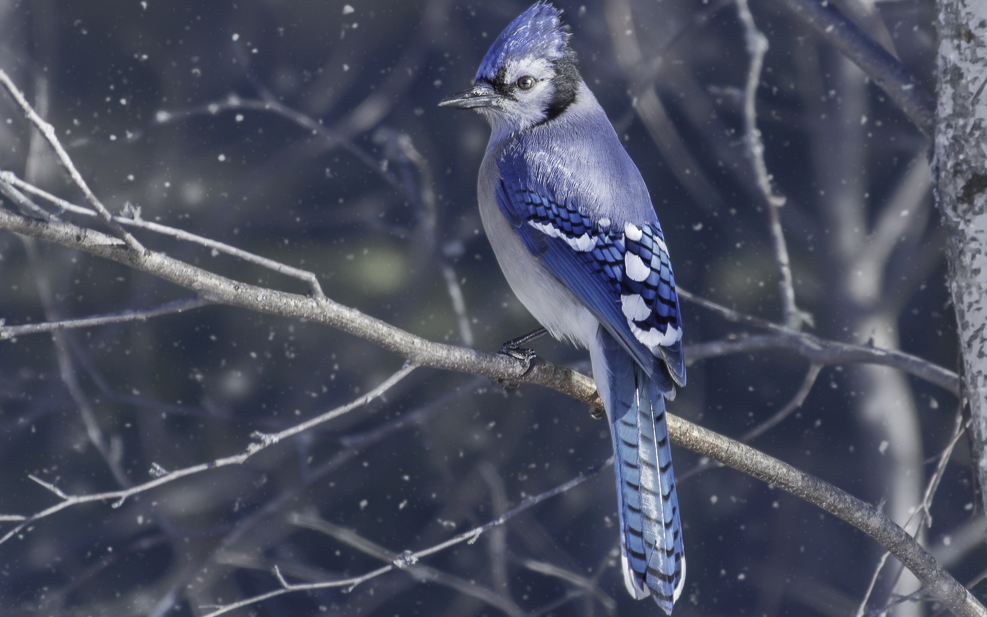 Birds Full Hd Wallpaper - HD Wallpaper 