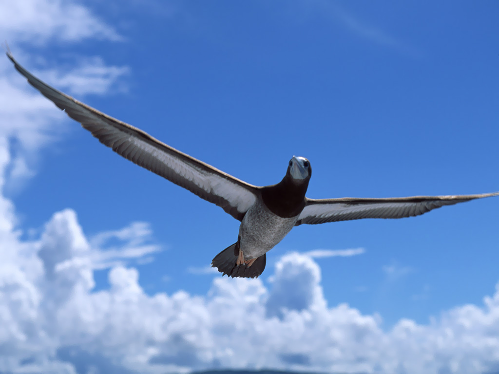 Flying Birds Wallpapers 1024*768 No - Szabad Madár - HD Wallpaper 