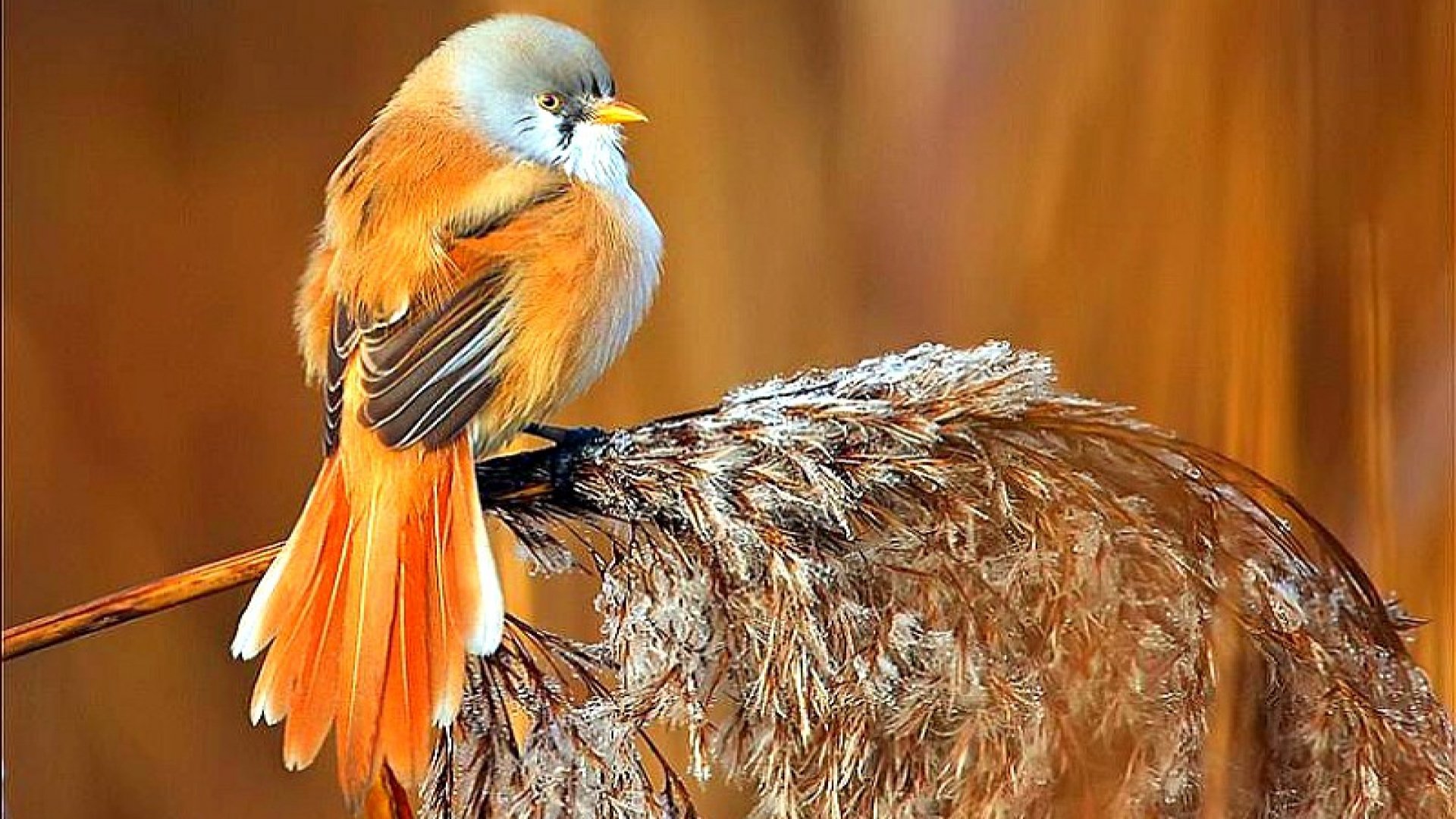 Exotic Bird Wallpaper - HD Wallpaper 