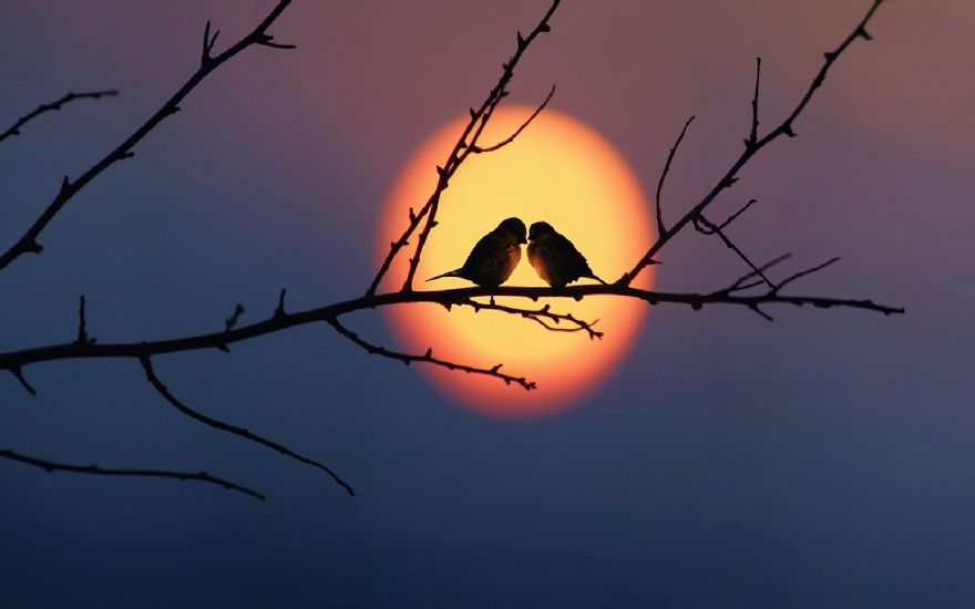 Romantic Couple - Love Birds Sunset - HD Wallpaper 