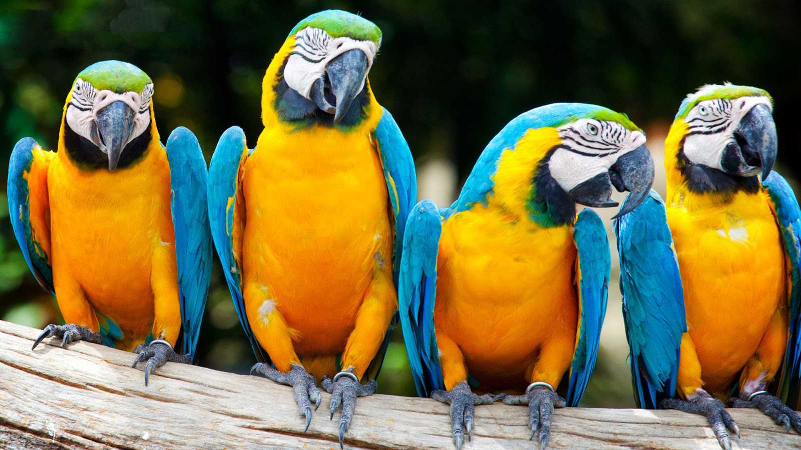 3d Parrot Wallpaper For Windows Phone - HD Wallpaper 
