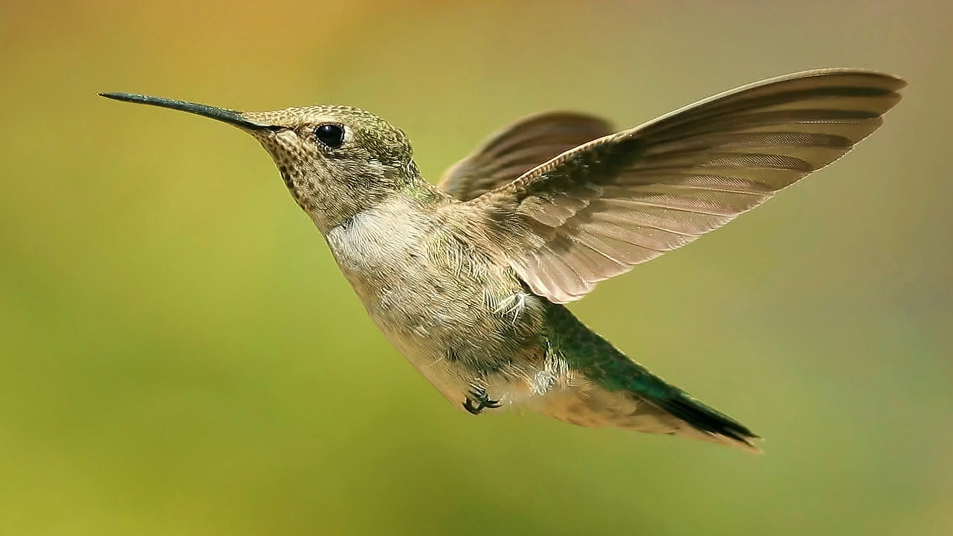 Flying Birds Pictures Wallpapers - HD Wallpaper 