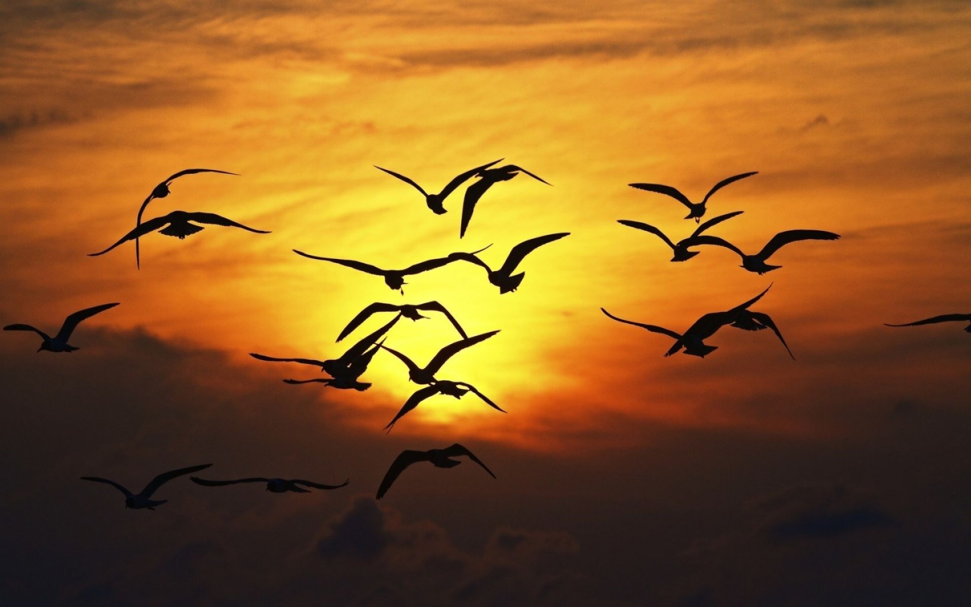 Nature Birds Sunset Wings Fly Sky Wallpaper - Fly Birds In The Sky - HD Wallpaper 