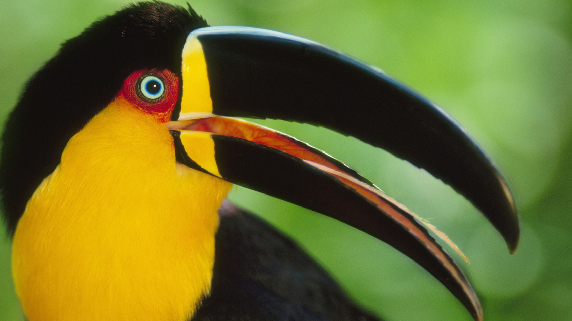 Black And Yellow Toucan - HD Wallpaper 