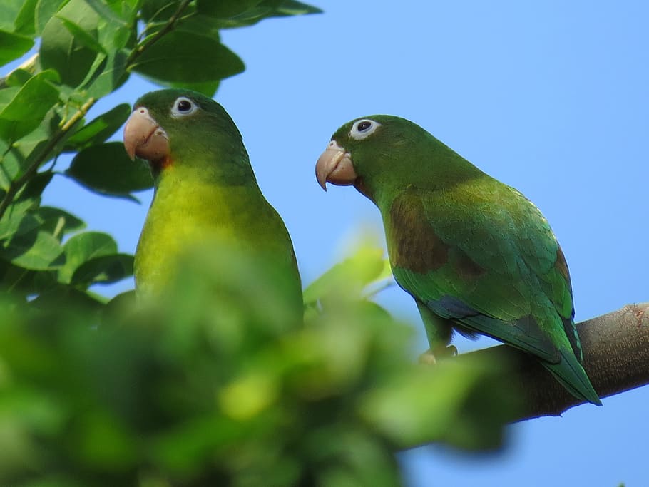 Parrot, Bird, Ave, Animal, Green, Nature, Peak, Exotic - Animal Verde - HD Wallpaper 