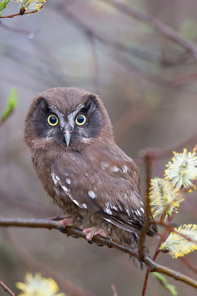 Owl Wallpaper Mobiel - HD Wallpaper 