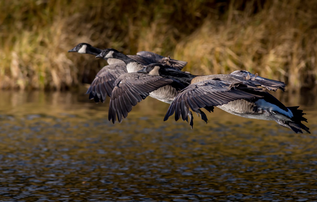 Photo Wallpaper Autumn, Flight, Birds, Pack, Pond, - Canada Goose Flying Autumn - HD Wallpaper 