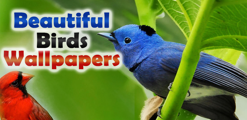 Eastern Bluebird - HD Wallpaper 