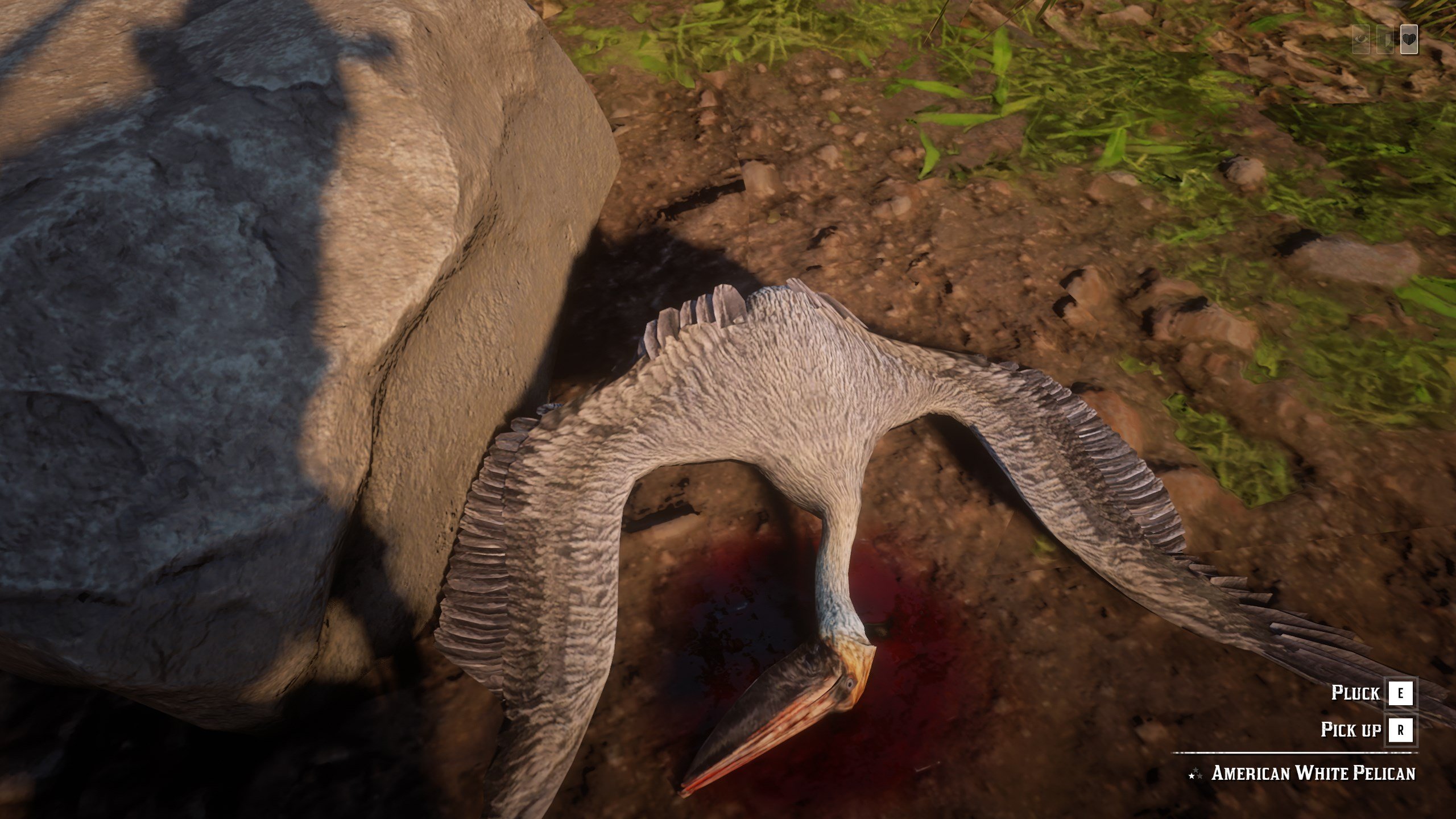 Pelican, Exotic Bird Meat - Exotic Birds In Red Dead Online - HD Wallpaper 
