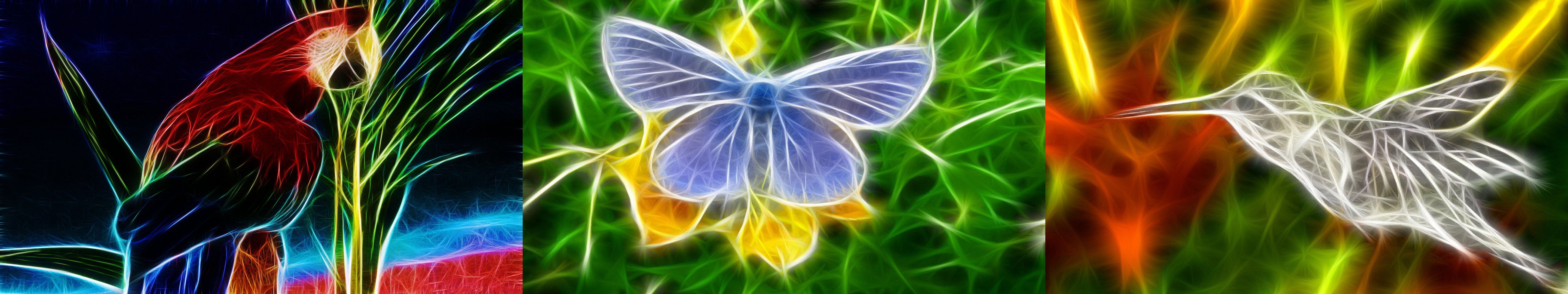Butterfly - HD Wallpaper 