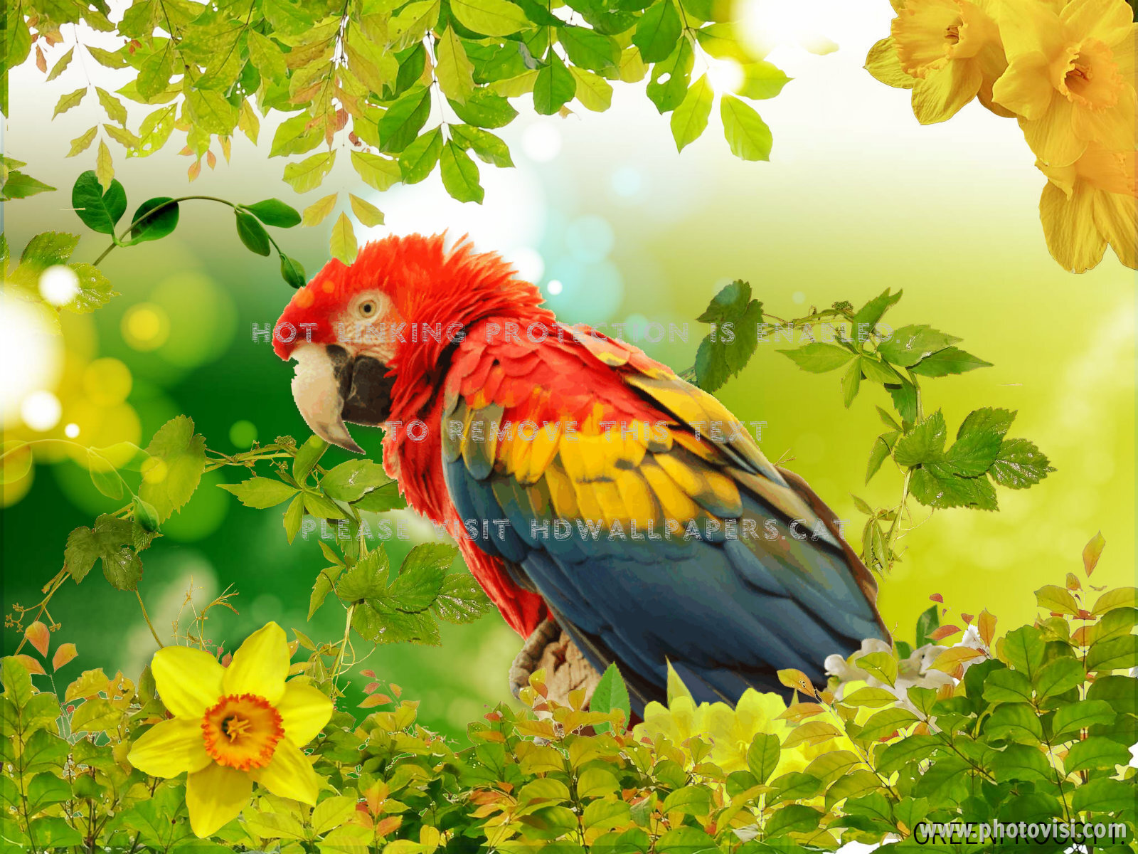 Macaw Parrot Creation Bird Abstract 3d And - Bird Wallpaper Ipad - HD Wallpaper 