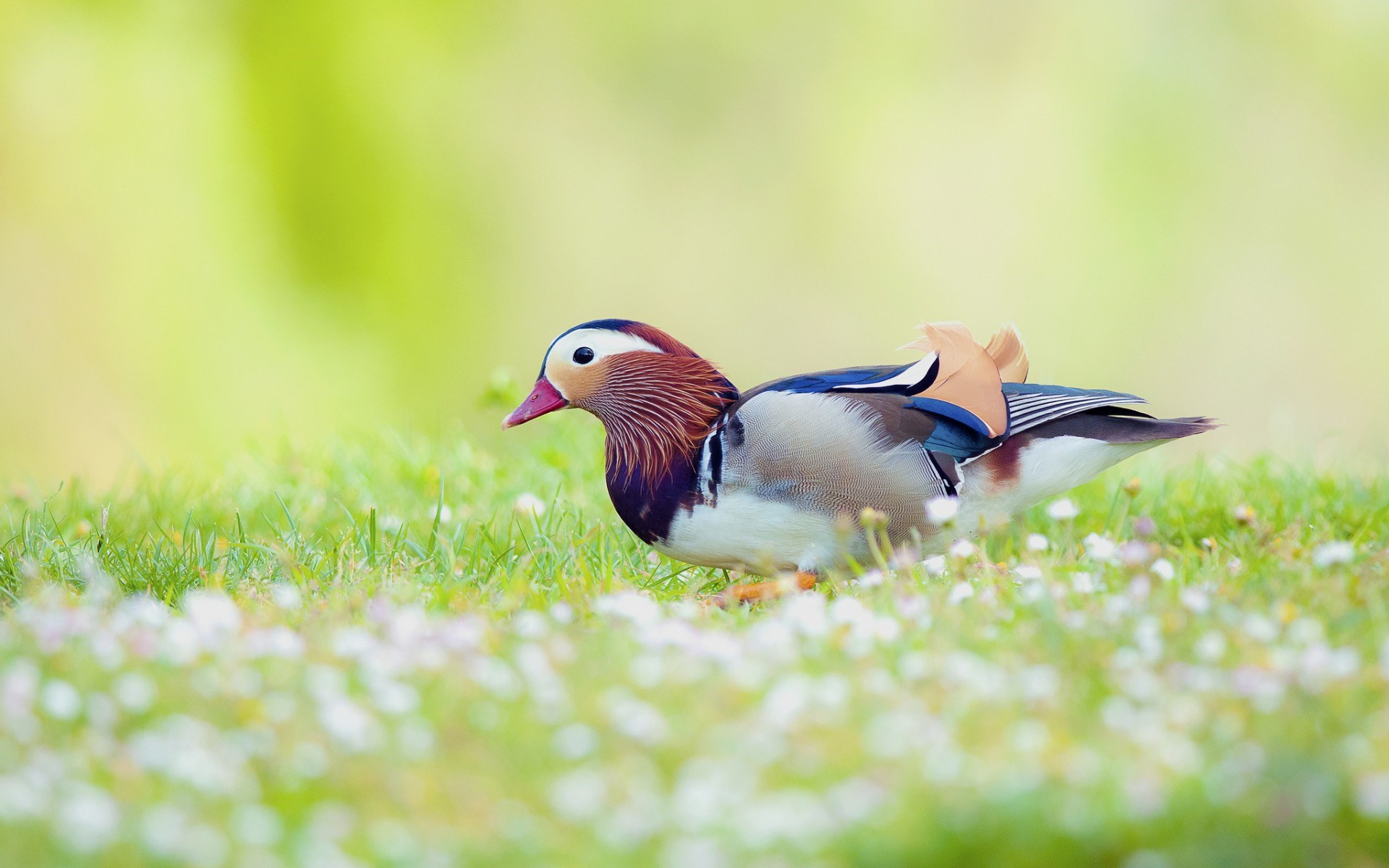 Birds Wallpaper For Desktop - Desktop Backgrounds Hd Birds - HD Wallpaper 