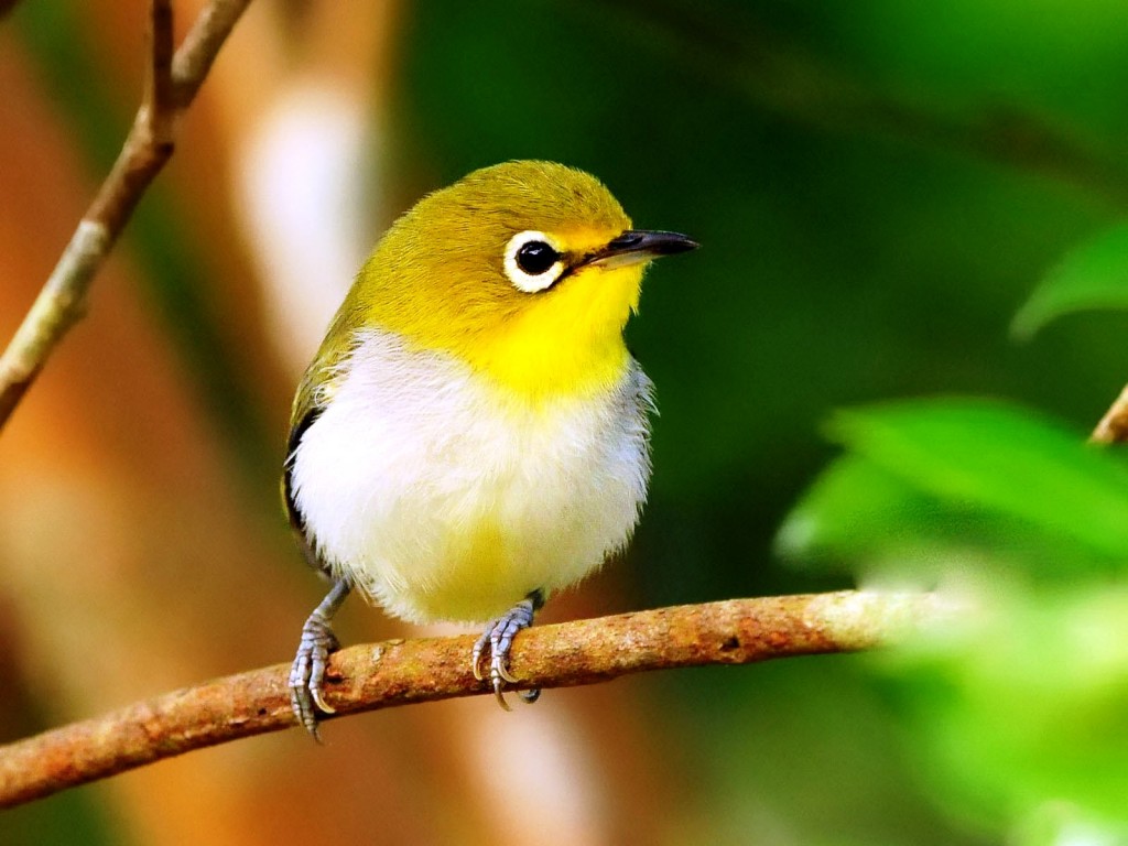 Yellow Bird Free Wallpaper - Cute Natural Photo Gallery - HD Wallpaper 