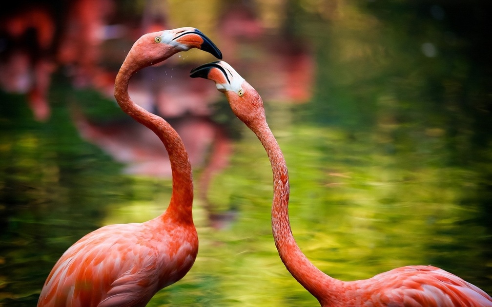 Phoenicopterus - HD Wallpaper 