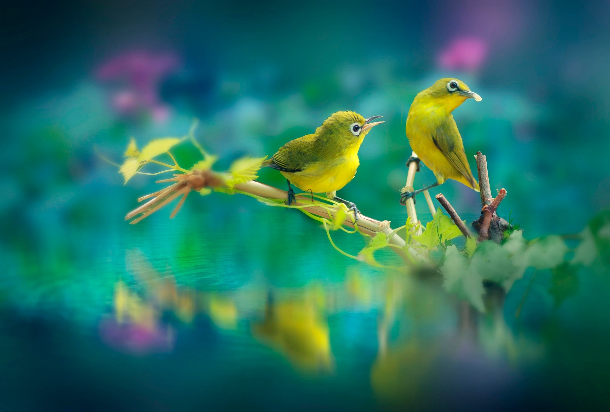 Beautiful Wallpaper Full Hd Birds - HD Wallpaper 