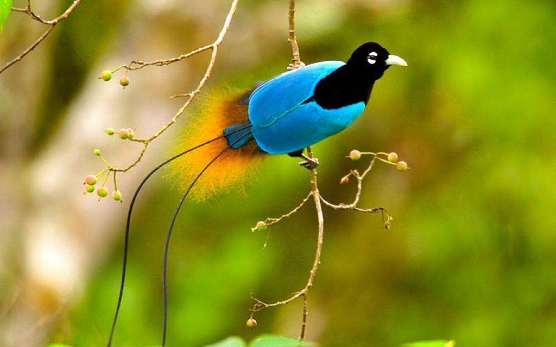 Flying Bird Wallpaper - Bird Of Paradise Endangered - HD Wallpaper 