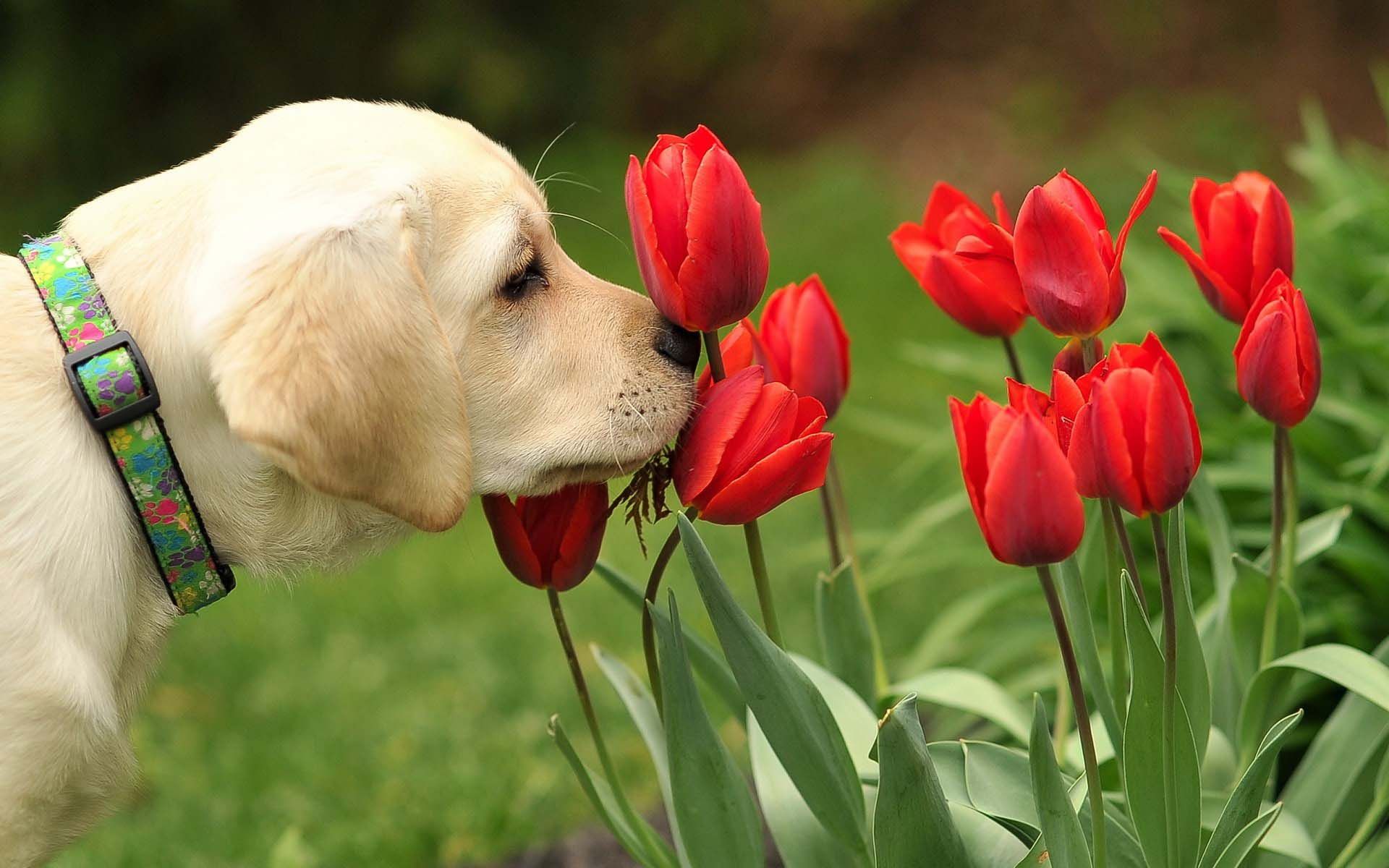 Dog Flowers Tulips Red Nature Wallpaper - Spring Free Desktop Backgrounds - HD Wallpaper 