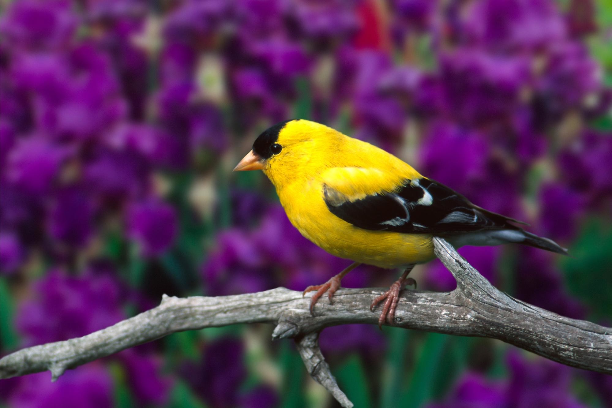 Download Wallpaper Birds 
 Data Src Best Lovebirds - Beautiful Bird In The Word - HD Wallpaper 