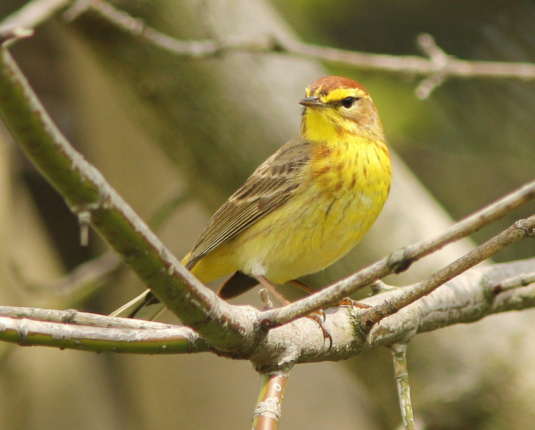 Canary - HD Wallpaper 