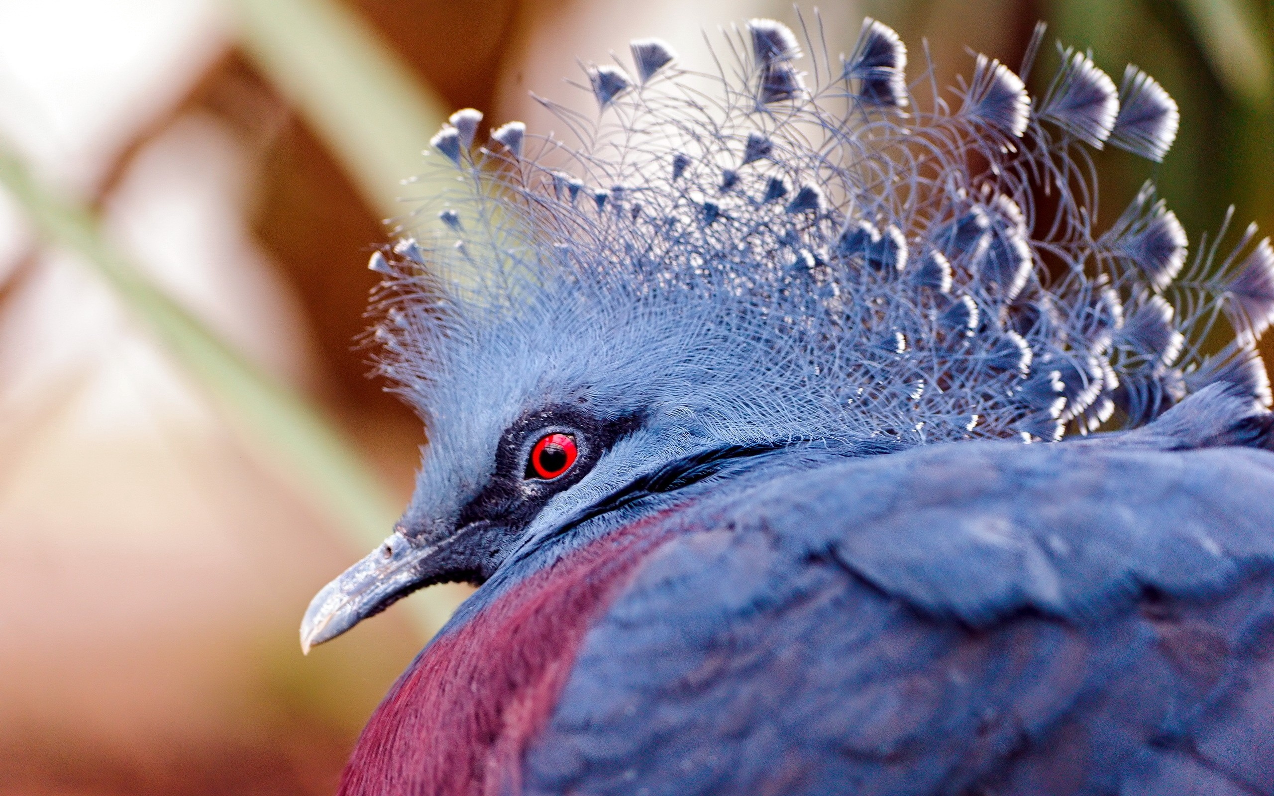 Wallpaper Peacock, Head, Beautiful, Bird - Full Hd Beautiful Birds - HD Wallpaper 