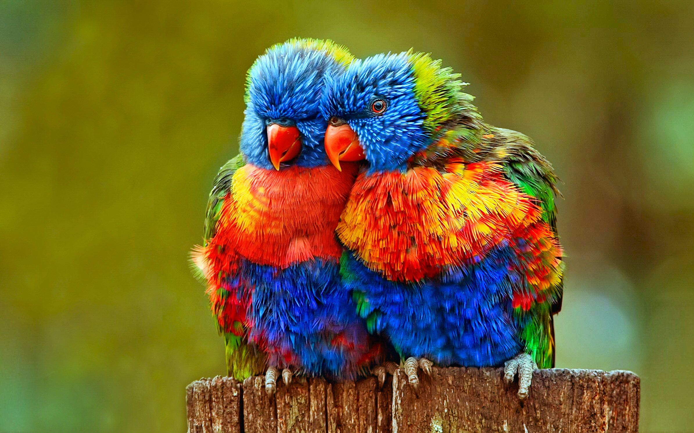 Colorful Parrots Hd Picture - Most Beautiful Colored Birds - HD Wallpaper 