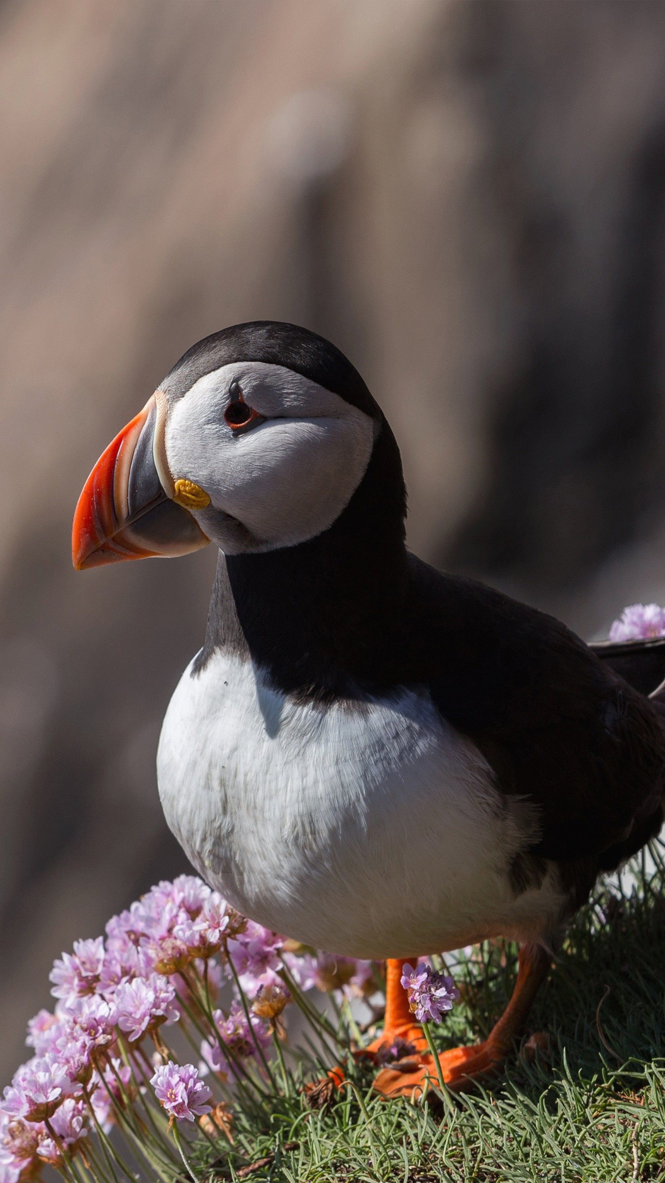 Download Wallpaper In 4k Ultra Hd 
 Data Src Free Puffin - Puffin Bird - HD Wallpaper 