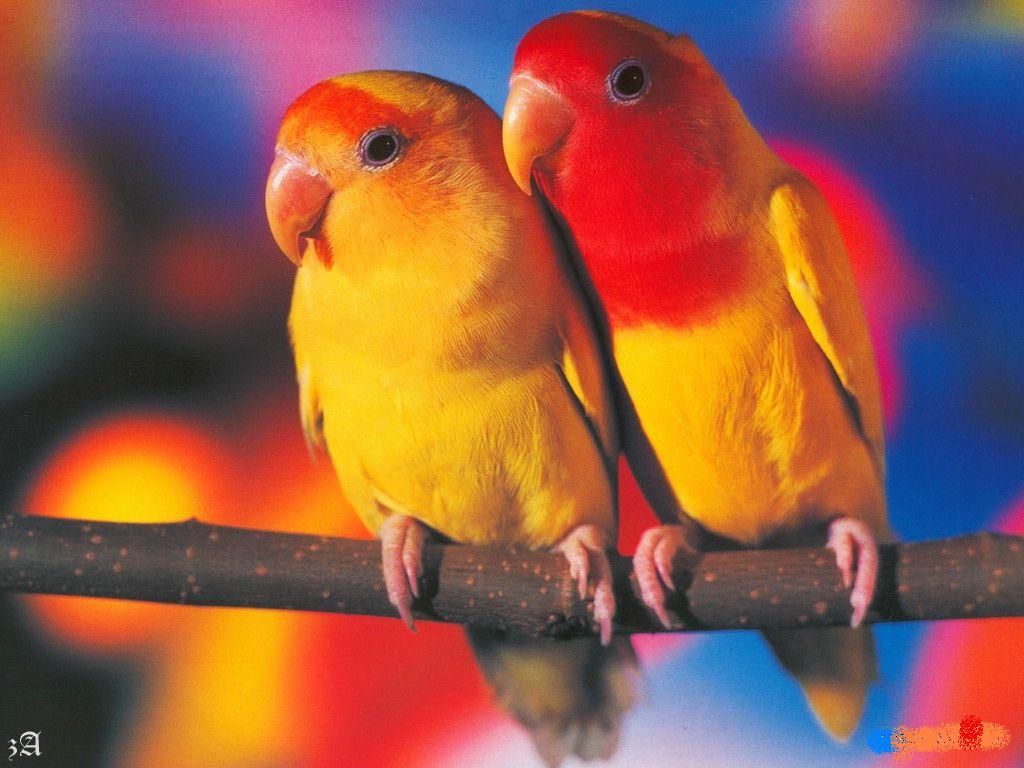 Red Yellow Orange Bird - HD Wallpaper 