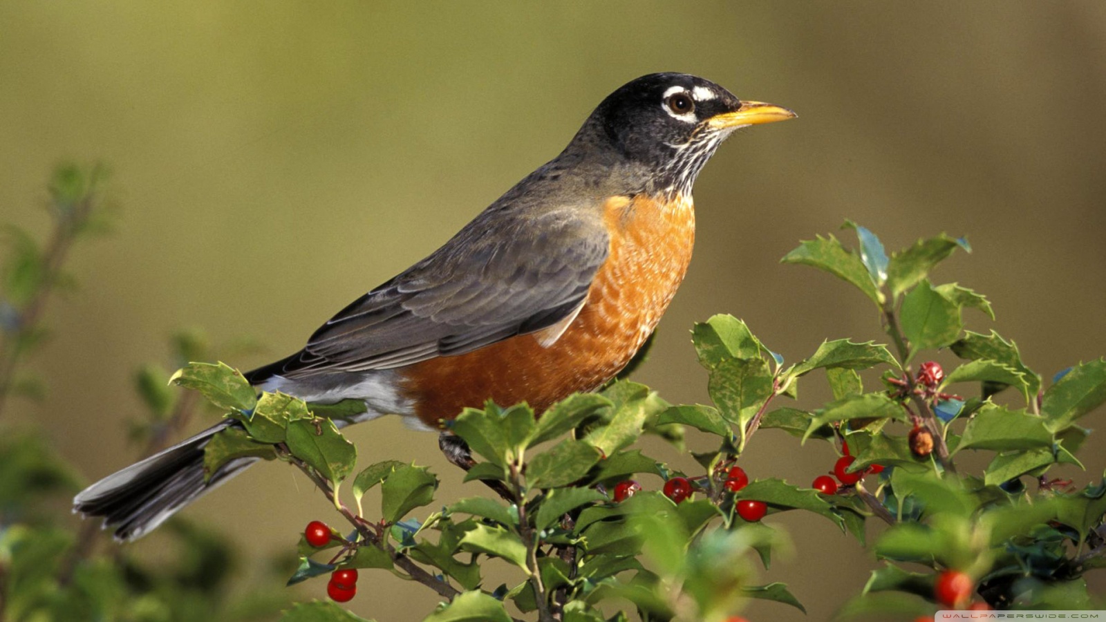 Animal And Birds Hd - HD Wallpaper 