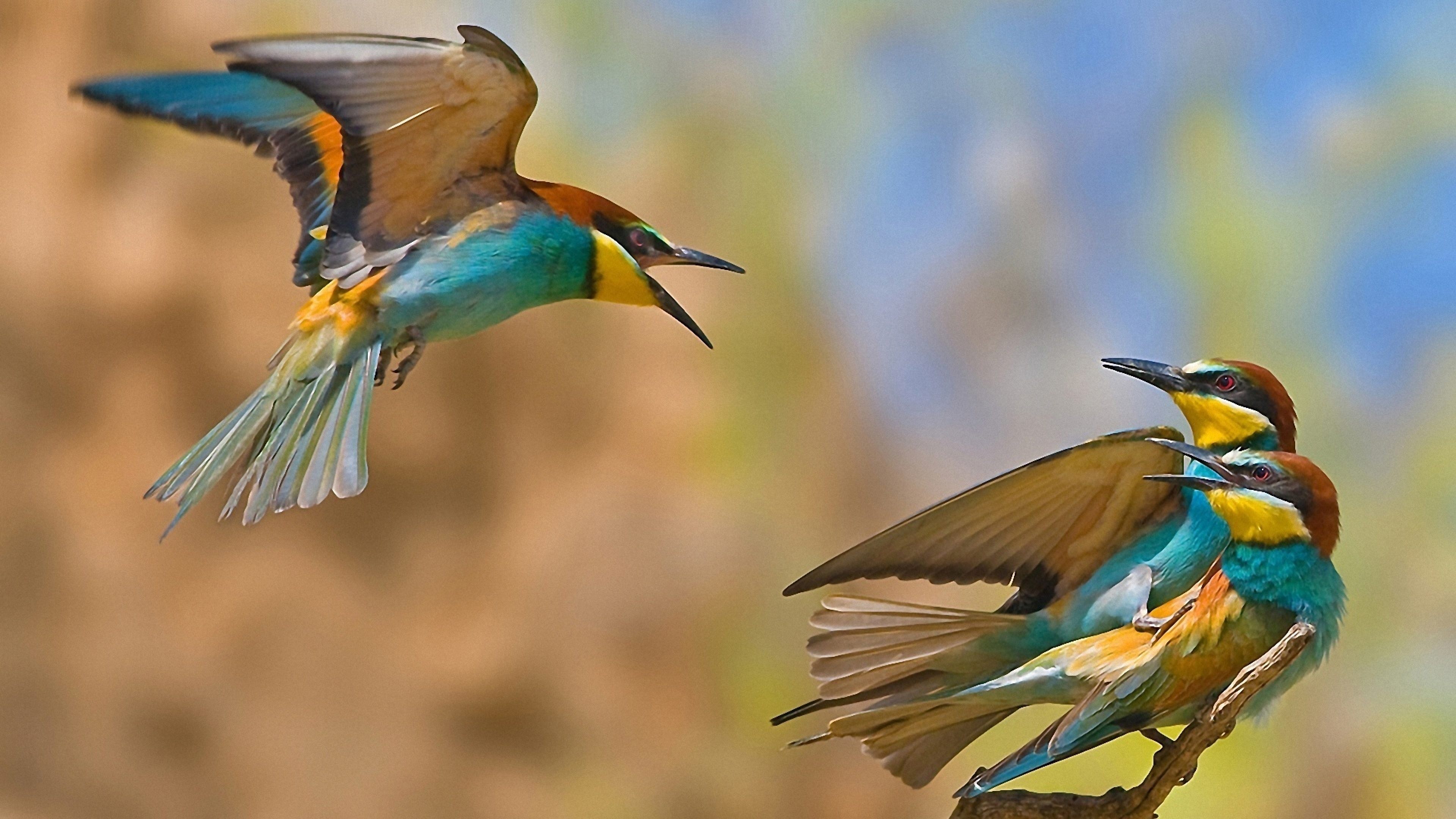 Birds With Quarrel - HD Wallpaper 