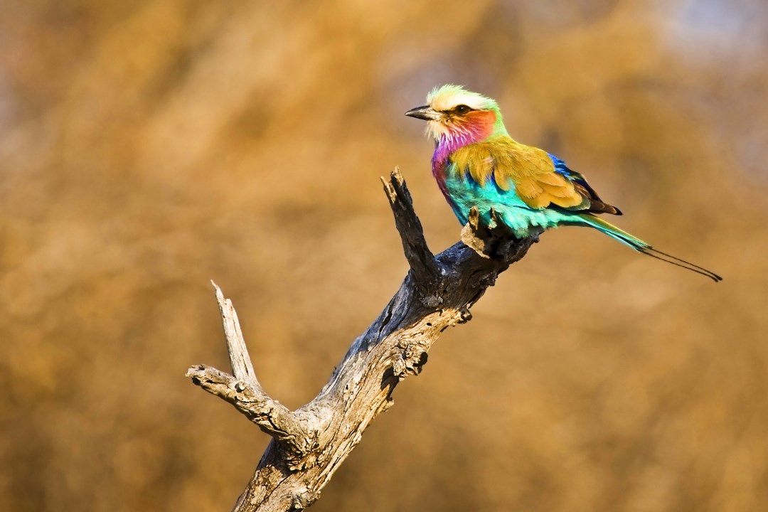 3d Birds, Wallpaper V - National Geographic Birds - 1080x720 Wallpaper - 3d Birds, Wallpaper V - National Geographic Birds - 1080x720 Wallpaper -
