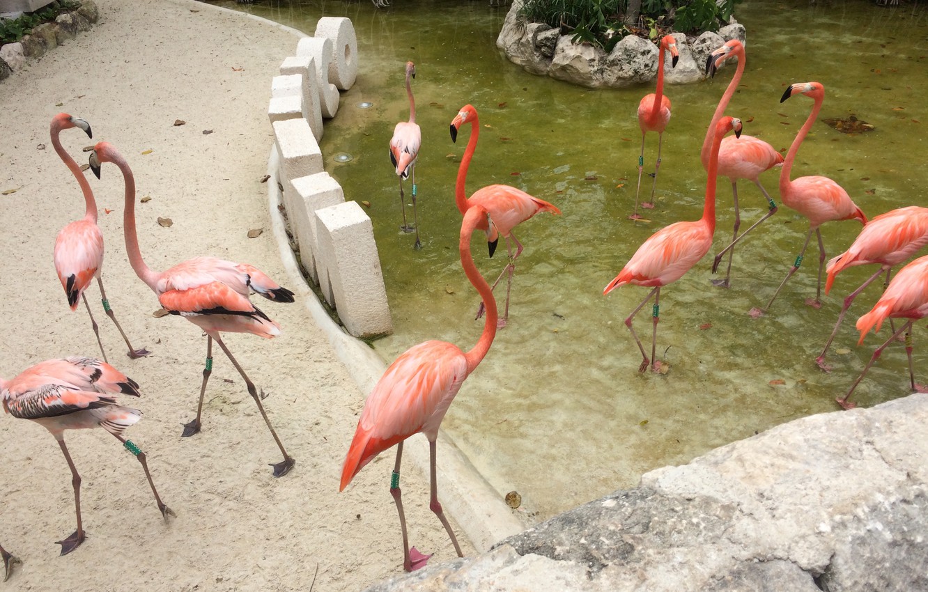 Photo Wallpaper Animals, Nature, Birds, Flamingos - Greater Flamingo - HD Wallpaper 