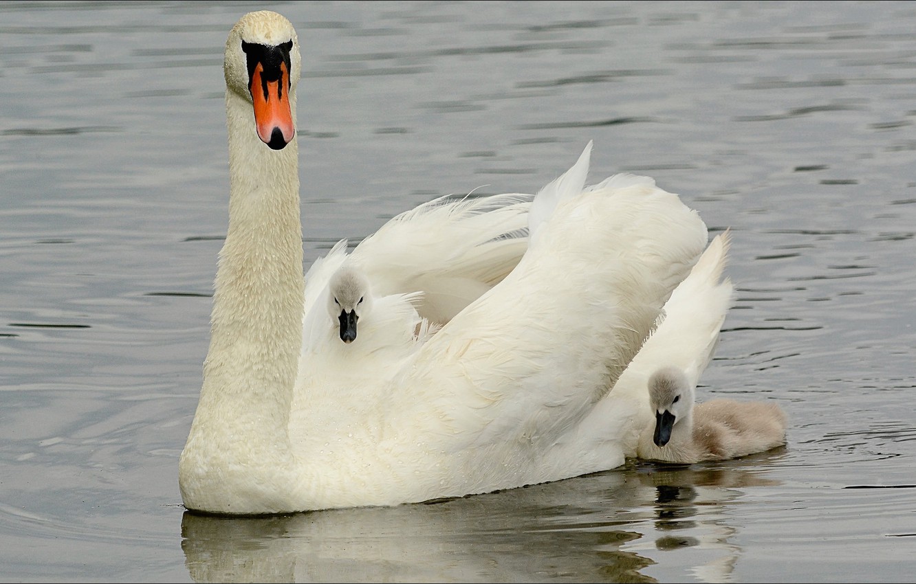 Photo Wallpaper Nature, Swan, Animals, Birds - Tundra Swan - HD Wallpaper 