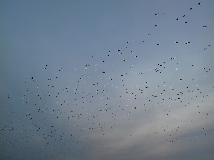 Poland, Torun, Sky, Flying, Large Group Of Animals, - Flock - HD Wallpaper 