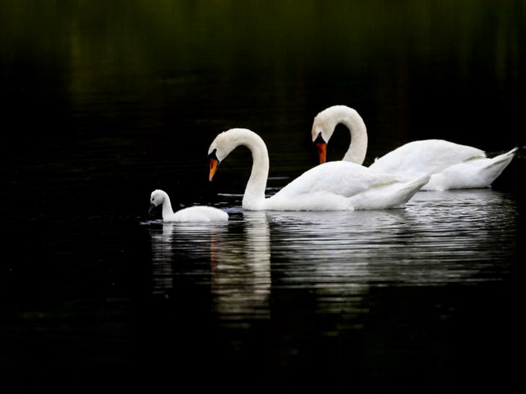 Beautiful Birds Wallpapers - Family Swan - HD Wallpaper 