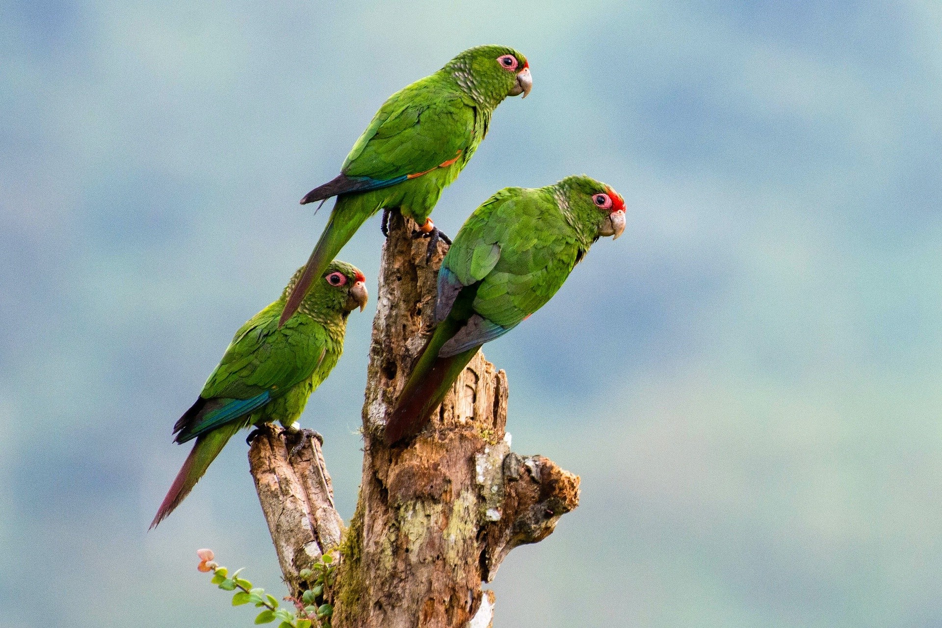 Lovebird - HD Wallpaper 