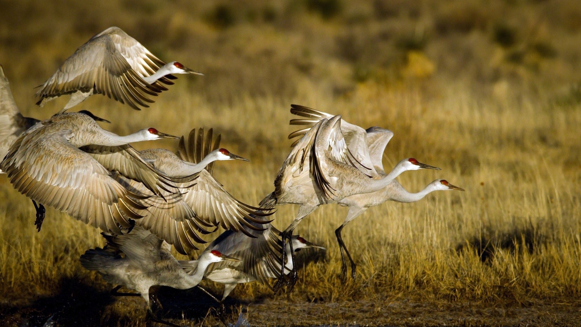 Wallpaper Cranes, Flock, Flying, Birds - Full Hd Flying Birds - HD Wallpaper 