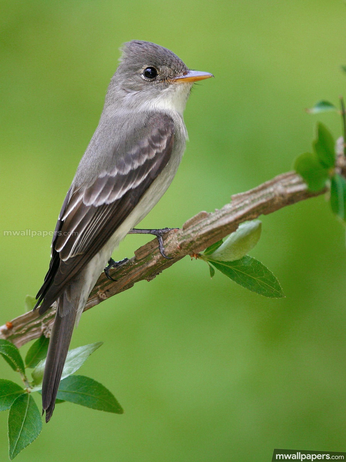 Birds Beautiful Hd Photos (12430) - Eastern Peewee - HD Wallpaper 