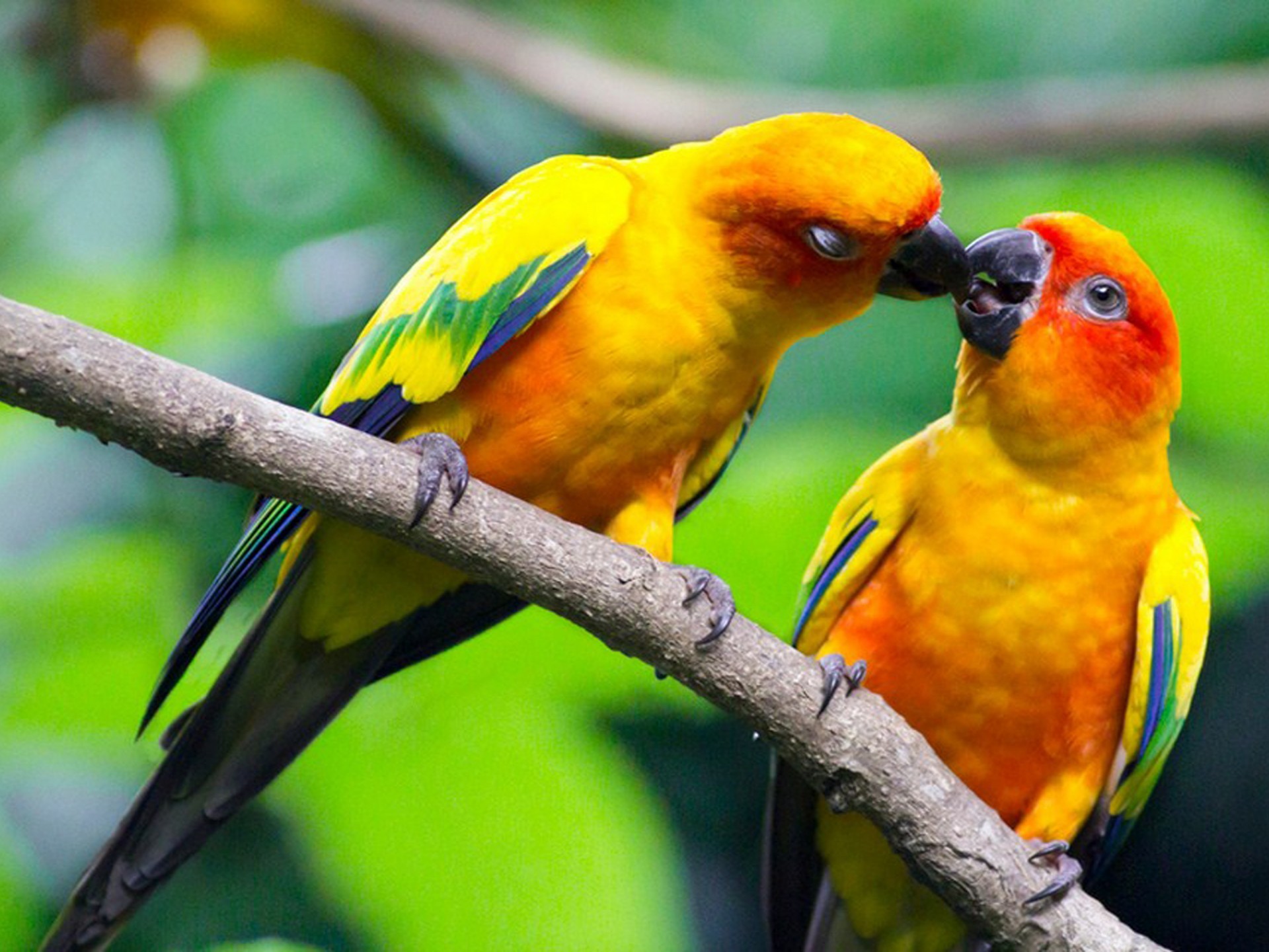 Â - Love Birds Wallpaper And Images Download - HD Wallpaper 