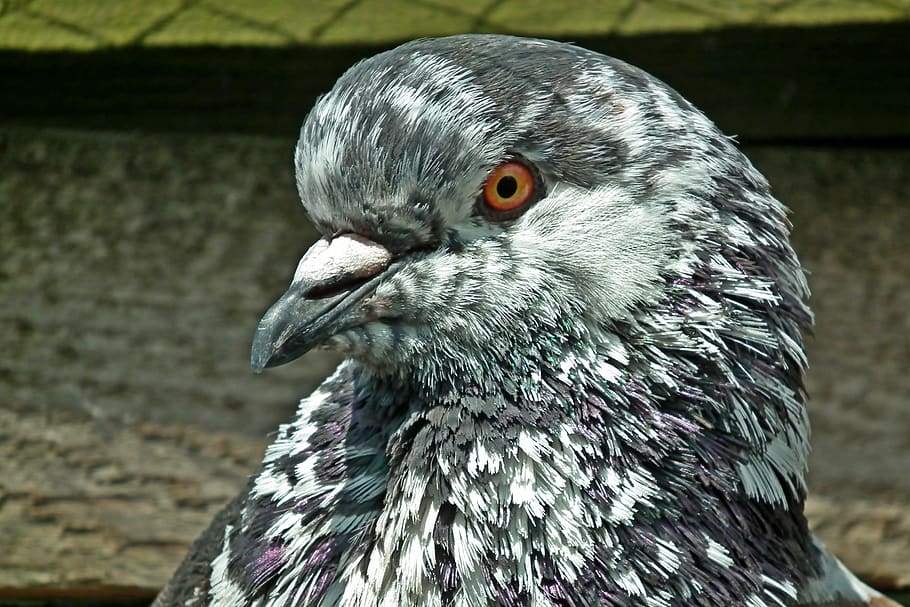 Dove, King, Kennel, Animals, Birds, Pen, Beak, Closeup, - King Dove - HD Wallpaper 