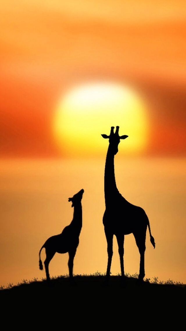 Animals Wallpaper Iphone Animals,birds Wallpapers Iphone - Giraffe Silhouette - HD Wallpaper 